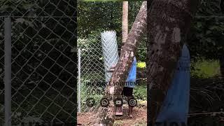 #shorts #home#gardening #farm #tatawiron #fencing #chainlink #keralafencing എരുമപ്പെട്ടി , തൃശ്ശൂർ