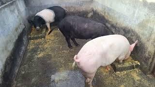 #pig #farming मगध पिग फार्मिंग गया बिहार हमारे यहा ट्रेनिंग भी दिया जाता है संपर्क सूत्र 9934987473