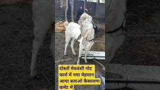 मेघवंशी गोट फार्म भीलवाड़ा राजस्थान माडल9784749966