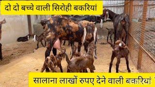 ₹10000 की रेंज में ! सिरोही बकरियों how to start goat farming sirohi India,s largest goat farming