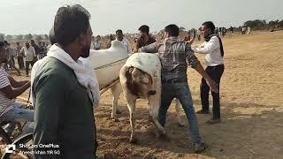 अमन नमन ताखला पट प्रतियोगिता बरघाट