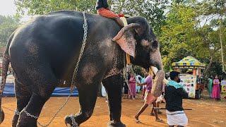 ഒരു പൂരം ദിവസത്തിൽ യുവരാജാവ് നന്ദിലത് ഗോപാലകൃഷ്ണൻ  💕💕🔥🔥| പട്ടാമ്പി പന്തക്കൽ പൂരം