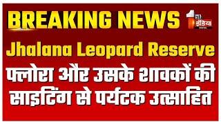 फ्लोरा और उसके शावकों की साइटिंग से पर्यटक उत्साहित | Jhalana Leopard Reserve | Jaipur News