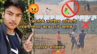 golaghat assam . নগাইয়ে অসমত গুলিয়াই চৰাই সত্যা কৰে গাওঁ গাওঁ 😡 😡 ।। ভিডিঅ'টো চাওক দেখিবলৈ পোৱাযাব