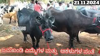 ಜಮಖಂಡಿ ಎಮ್ಮೆಗಳು ಮತ್ತು ಆಕಳುಗಳ ಸಂತೆ 🐃🐃#viralvideo 21.112024