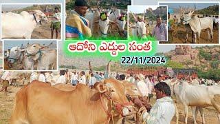 ఆదోని శుక్రవారం ఎద్దుల సంతలో ధరలు//Adoni friday Bull's Market | Oxe's price video's 2024