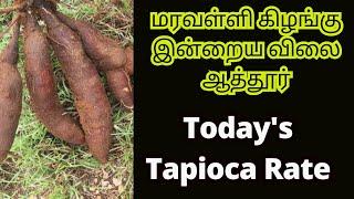 மரவள்ளி கிழங்கு இன்றைய விலை ஆத்தூர் | Losses Mount for Farmers Amid Low Tapioca Prices | कसावा कीमत