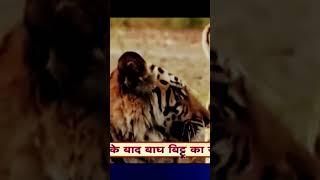 Bandhavgarh National Park: बाघों का गढ़ बांधवगढ़ की कैसे बदली तकदीर और किस्म...🐦🦋🐺