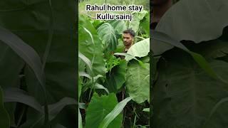 Rahul Home stay sainj Village.  District kullu...