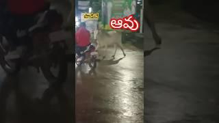 సాగరంలో పొడిచే ఆవు 🙄| అనంతసాగరం |rafidada