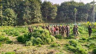 সোনামুড়া থানার ওসির নেতৃত্বে কমলনগর ঘাঁটিঘর এলাকায় ৯০ হাজার গাঁজা গাছ ধ্বংস করে পুলিশ।