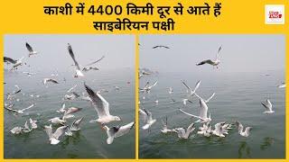 काशी में 4400 किमी दूर से आते हैं साइबेरियन पक्षी