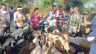 छत्तीसगढ़ का सबसे बड़ा बकरी बाज़ार मुंगेली जानें भाव Goat Market Price Mungeli Bakri bazar