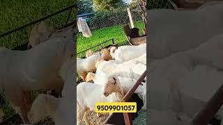 ₹7500 सोजत Goat/#How to #start #goat #farming AskGoatFarmPvtLtdRajasthan