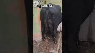 Moni farm dairy sulehra narwana jind haryana