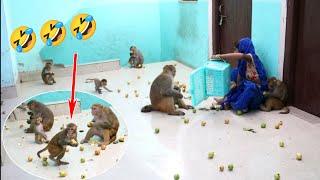 बज्जू पार्टी में हमेशा भूखा ही रहता है🤣🤣🐒| Monkeys Very Very Guava Party | Feeding Monkeys