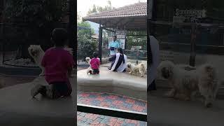 Peeku park ஏற்காடு pet dog playing 💐🥰