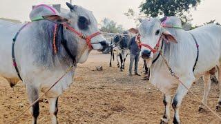 pebbair saturday bulls market-ongole cattles market in pebbair-indian biggest bulls market pebbair