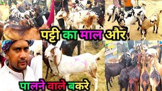 पट्टी का माल पालने वाले बकरे | shamshabad bakra mandi part 2 new video November 20 2024 | zkd update