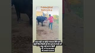 Gajraj Dairy Farm Dehri Dhar Madhya Pradesh