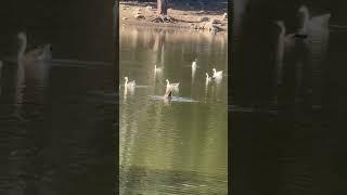 कृपा त्या पांडुरंगाची | Krupa Tya Pandurangachi | Ducks Morning At Anandwan Warora