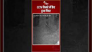 CCTV कैमरे में कैद हुआ Panther, श्वान का किया शिकार | Rajasthan Forest Department | Rajsamand News