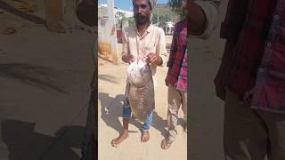 Huge 10.38 Kg Fish Spotted in Nagarjuna Sagar Backwaters |Vizag Nagar Colony- 10.38 కిలోల బొచ్చ చేప