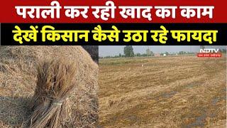 Katni: Parali कर रही Khad का काम देखें Farmers कैसे उठा रहे फायदा | Organic Fertilizer | MP News