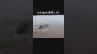 सारंगपुर कालीसिंध नदी में मछली🐬🐟🐋🦈