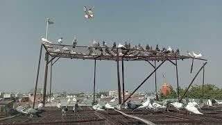 300 kabutar ki udan||कोटा के कबूतर राजस्थान भारत कलसरे कबूतर कलमोहे कबूतर|| India pigeon lover