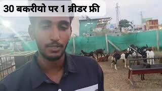 ₹5000 से स्टार्ट सिरोही के छोटे बकरे How to start goat farming contact.7073350804 R.B.K goat farm