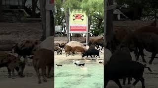 POV: You Stumble Upon A Pig Island In The Bahamas?! 🐷😳