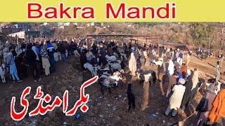 Goats market dongi mandi kotli mirpur |Bakra mandi dongi charhoi kotli mirpur Beetal Goat Rajanpuri