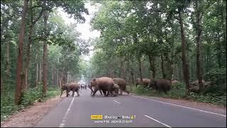 #এলিফেন হাতি #জয়পুর জঙ্গল  #পার হচ্ছে 🐘