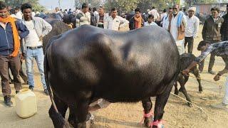 #Dairy Farm के लिए अच्छी भैंस खरीदना है ? तो #गढ़ाकोटा पशु मंडी से खरीदे ||