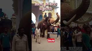 ನಮ್ಮ ಮೈಸೂರು ನಮ್ಮ ಹೆಮ್ಮೆ 🫶🏻#elephant #mysore #dasara #elephants #karnataka   Gurudath_vanasiri