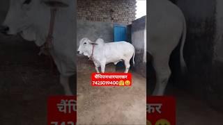 आज का नगीना चैंपियन थारपारकर गाय बिकाऊ श्रीगंगानगर राजस्थान