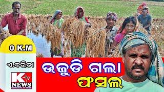 କବିସୂର୍ଯ୍ୟନଗର ଏ ବରିଡା ଗାଁରେ ଅଦିନିଅ। ବର୍ଷା ଛଡାଇ ନେଲା ବର୍ଷକର ସୁନାର ଫସଲ । ଚାଷୀ ଚିନ୍ତାରେ ।