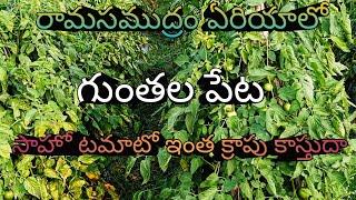 రామసముద్రం ఏరియాలో గుంతల పేట సాహో టమాటో ఇంతక్రాప్ కాస్తుదా