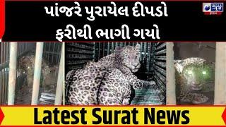 Mahuva,: પાંજરે પુરાયેલ દીપડો ફરીથી ભાગી ગયો- India News Gujarat