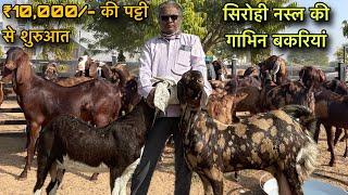 ₹10000 पट्टी से शुरुआत! सिरोही नस्ल की प्रेग्नेंट बकरियां! at visit Shree goat farm Ajmer