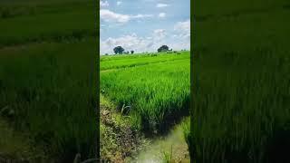 LAND FOR SALE KHANAPUR WARANGAL CONTACT NO.9949455303