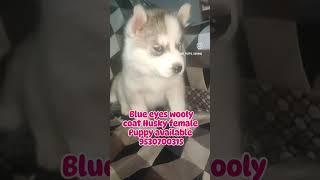 woolly coat, blue eyes husky puppies available 9530700315 location sirhind fatehgarh Sahib Punjab