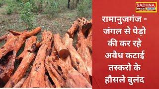 रामानुजगंज - जंगल से पेड़ो की कर रहे अवैध कटाई तस्करो के हौसले बुलंद
