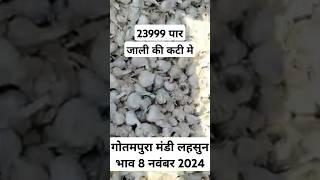 गोतमपुरा मंडी लहसुन भाव 8 नवंबर 2024