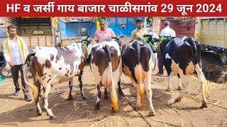 चाळीसगाव HF व जर्सी गाय बाजार 29 जून 2024 | HF and Jersey cow market in Chalisgaon Maharashtra