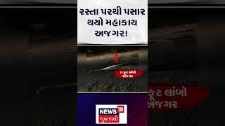 Bharuch News | રસ્તા પરથી પસાર થયો મહાકાય અજગર!  | Gujarat | Gujarati News | News 18 | N18S