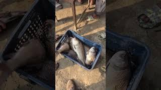 Katol Fish Market