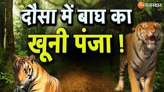 Dausa News : दौसा में बाघ का खूनी पंजा!, 3 लोगों पर हमला एक गंभीर घायल | Rajasthan Forest | Top News