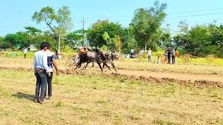 गब्बर सिंग राजपूत मलकापूर यांचा रुद्रा आणि छोटा जलवा